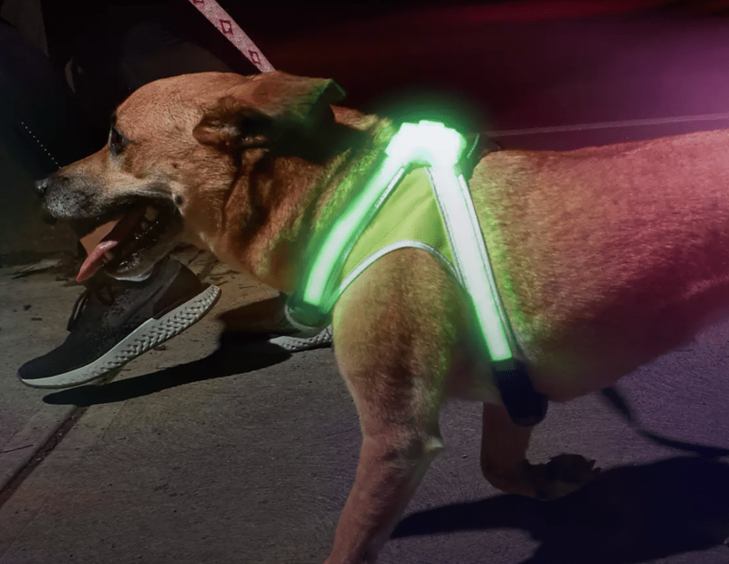 LightHound LED light up dog harness.