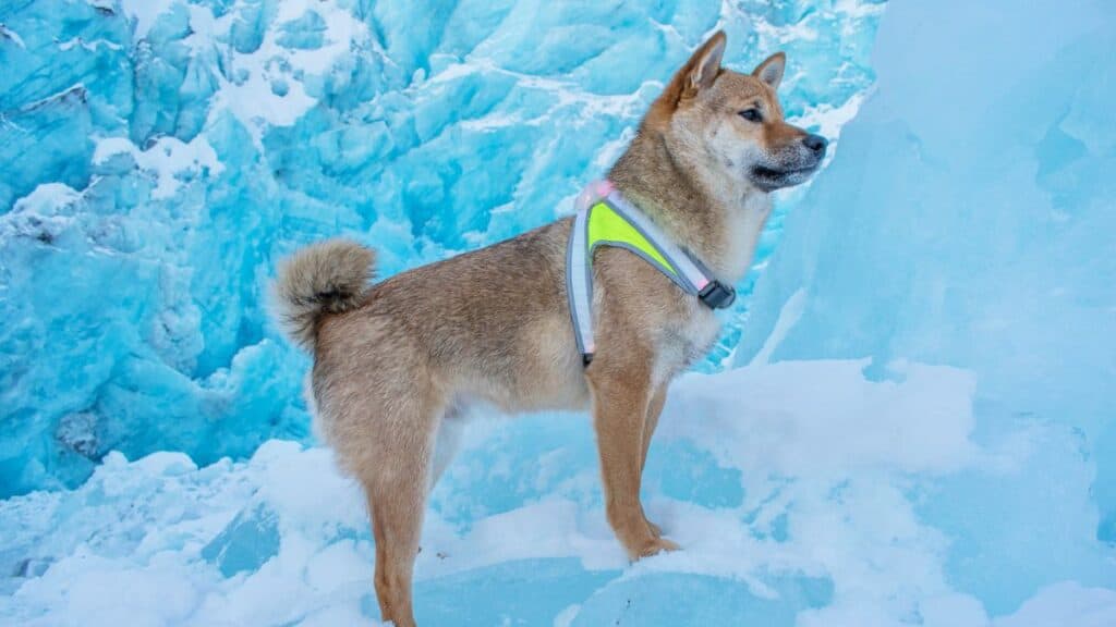 A Shiba Inu dog poses on ice in a snowy setting wearing the Noxgear LightHound light-up dog harness.