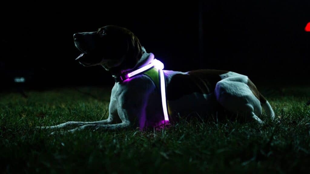 A large dog is laying in the grass wearing the Noxgear LightHound light-up dog harness.