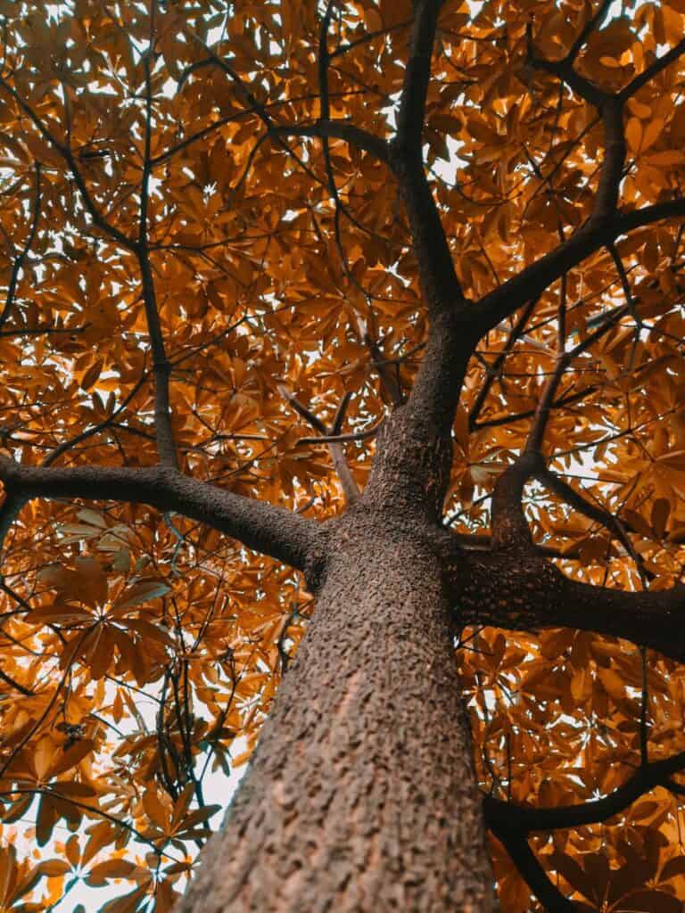 Looking up at a tree with changing leaves. The underside of the leaves are orange and gives the feeling of autumn in full force.